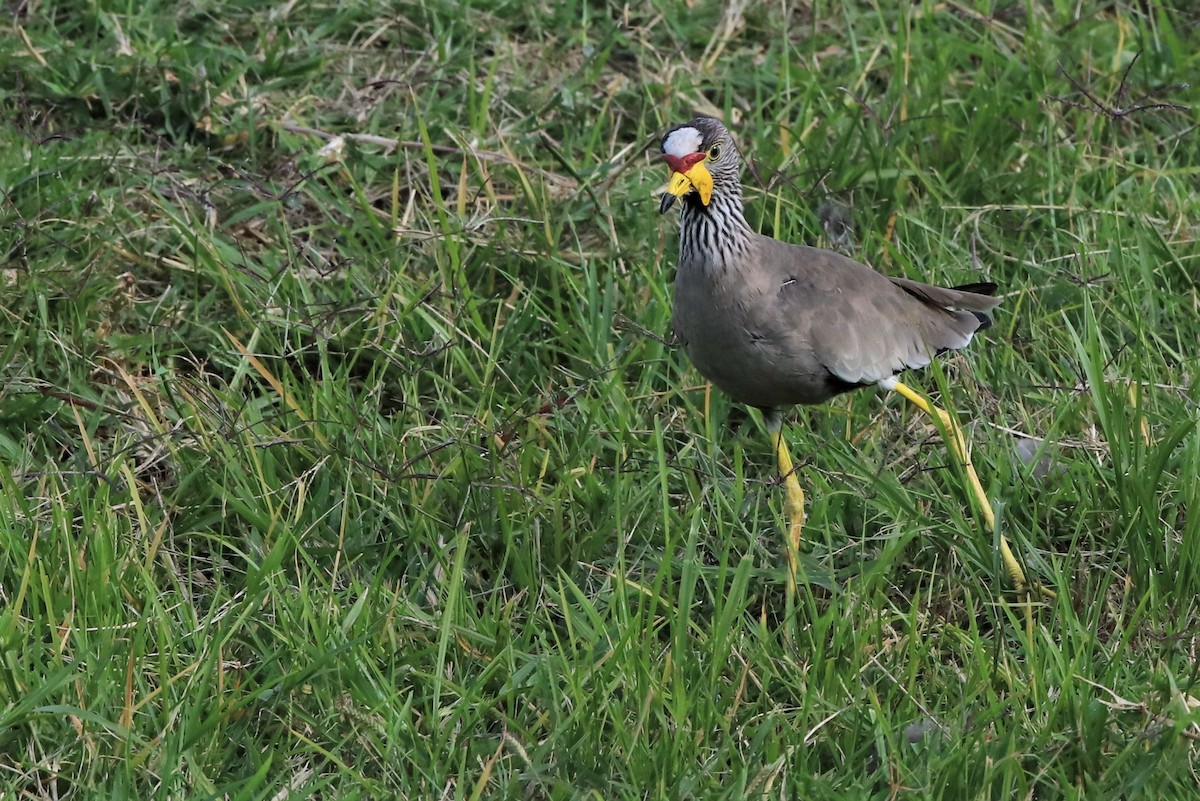 Vanneau du Sénégal - ML417269871