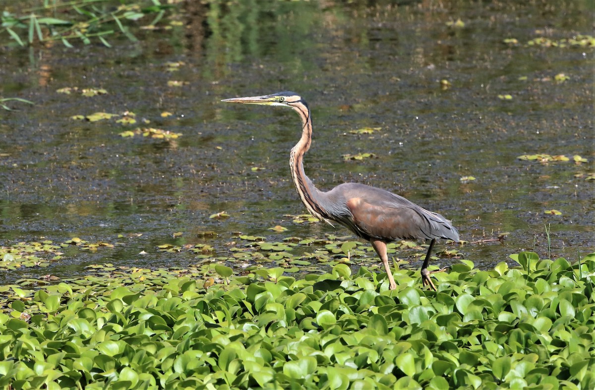 Purple Heron - ML417270051