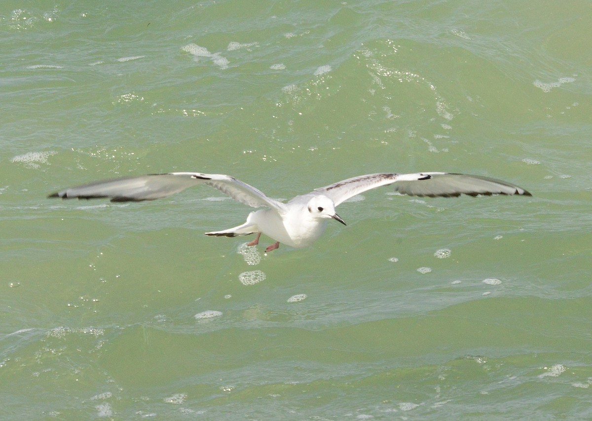 Bonaparte's Gull - ML417271111