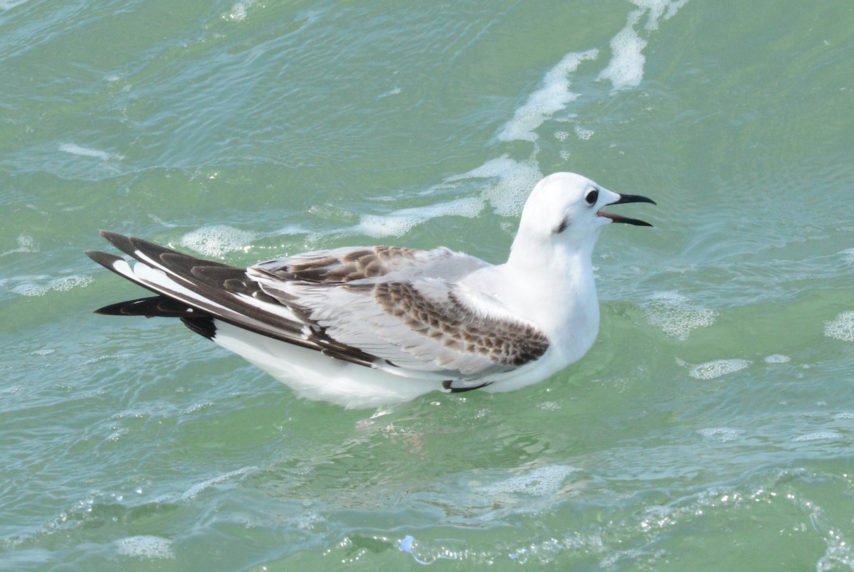 Mouette de Bonaparte - ML417271151