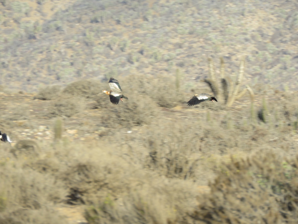 Black-faced Ibis - ML417271501