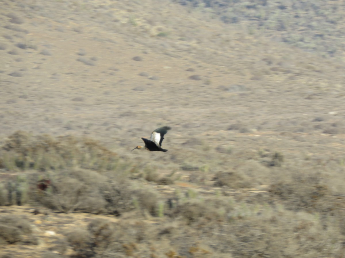 Black-faced Ibis - ML417271541