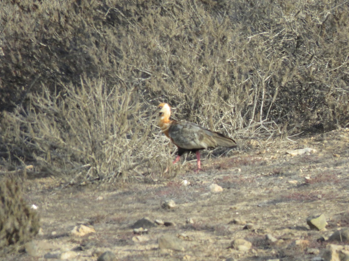 Black-faced Ibis - ML417271611