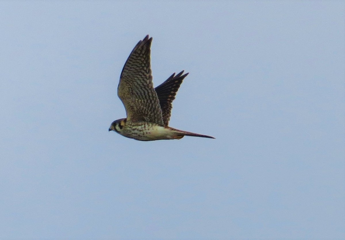 American Kestrel - ML417271871