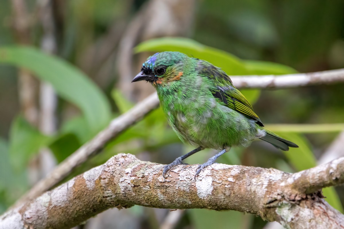 Red-necked Tanager - Fernando Farias