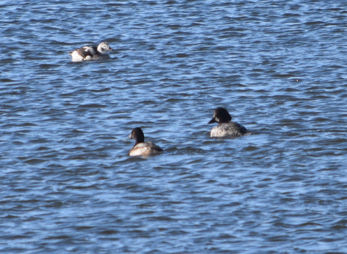 Long-tailed Duck - Russell Rytter