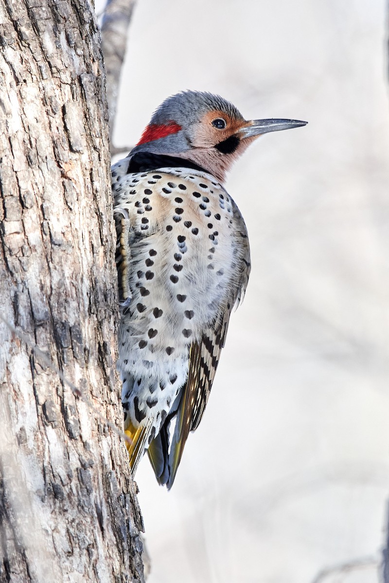 Northern Flicker - ML417275301