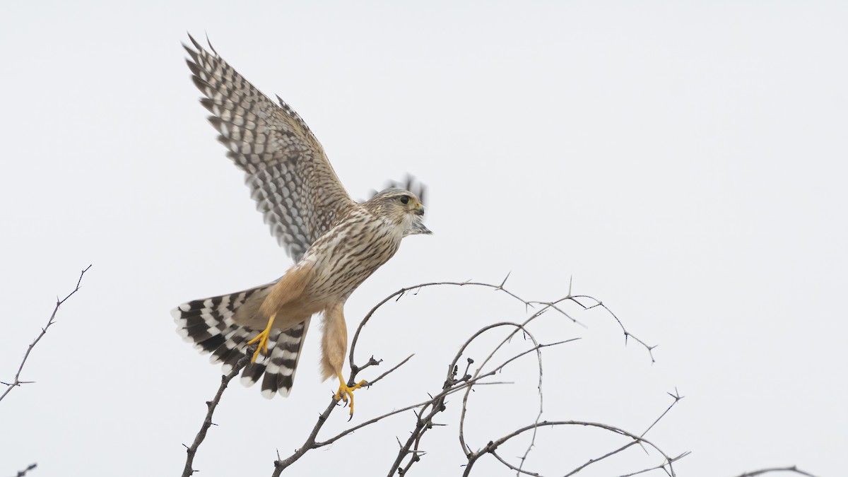 dřemlík tundrový (ssp. richardsonii) - ML417275471