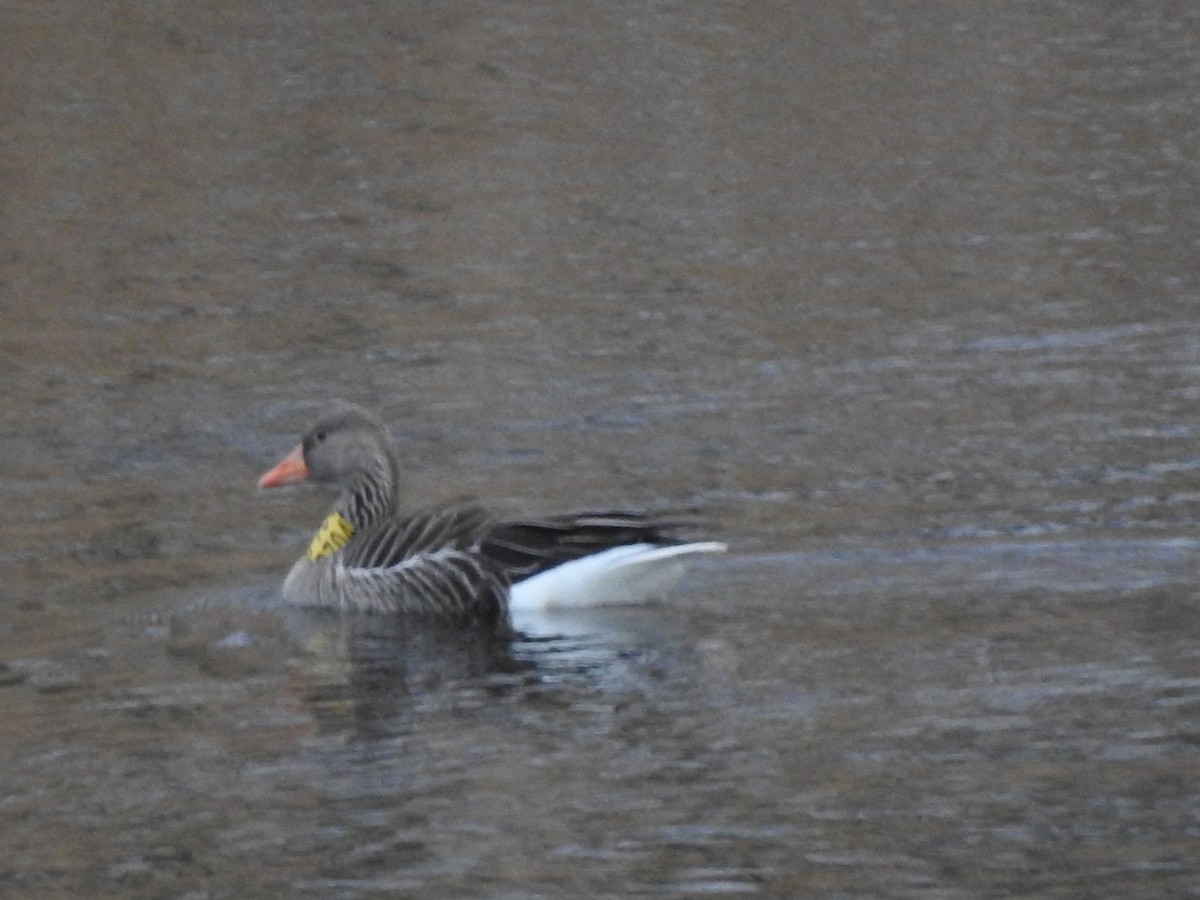 Graylag Goose - ML417275611