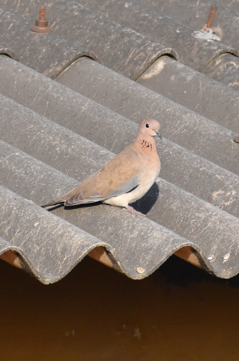 Laughing Dove - ML417277731