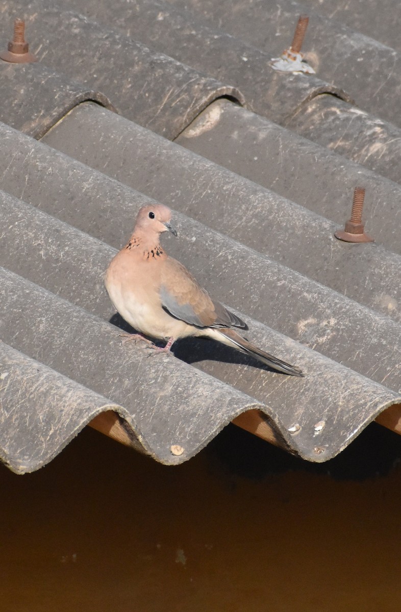 Laughing Dove - ML417277791