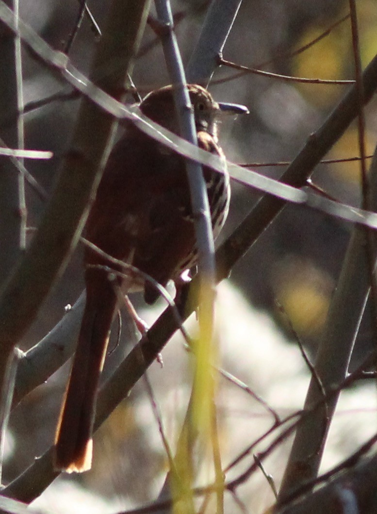 Brown Thrasher - ML41727791