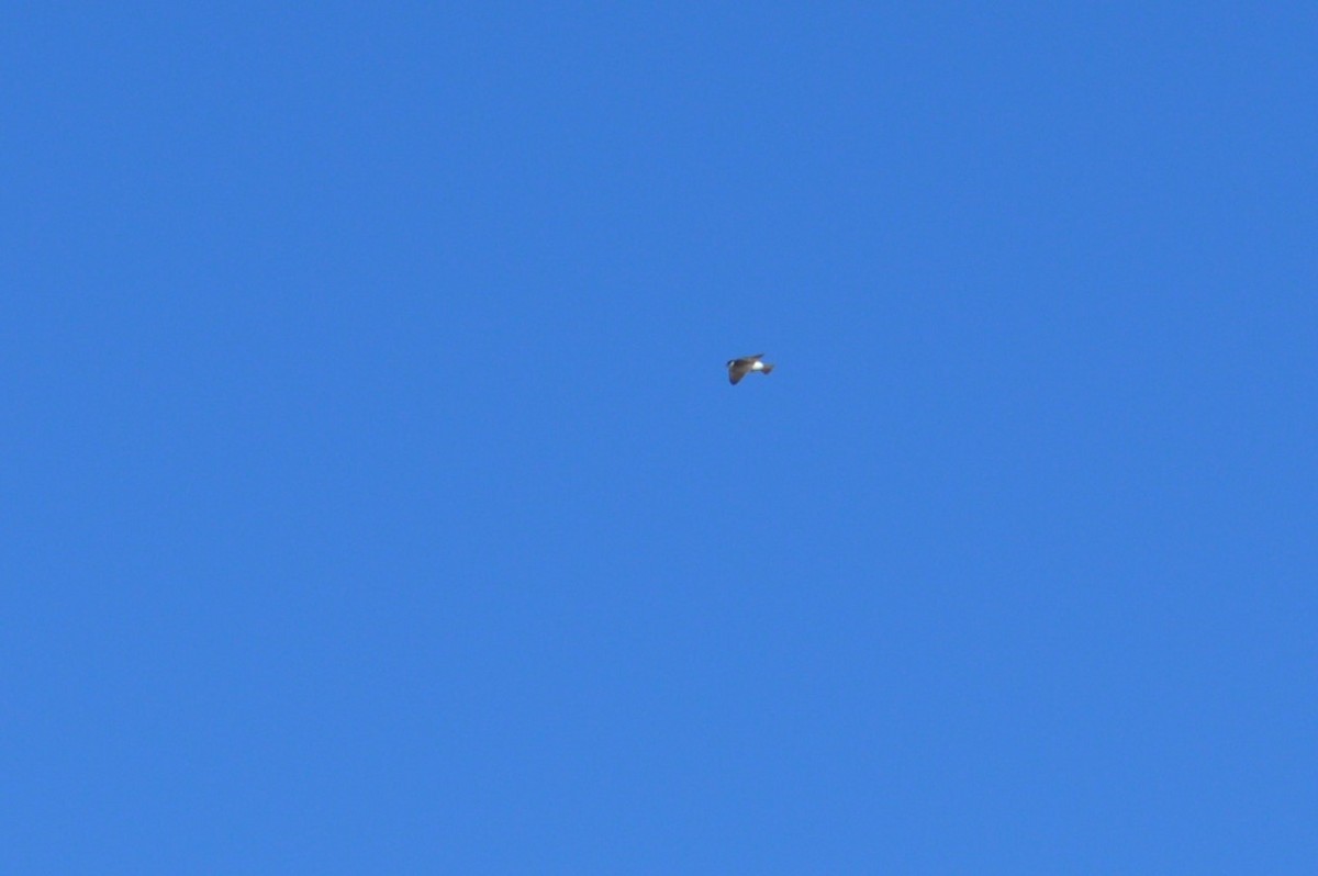 White-rumped Swallow - ML417278081