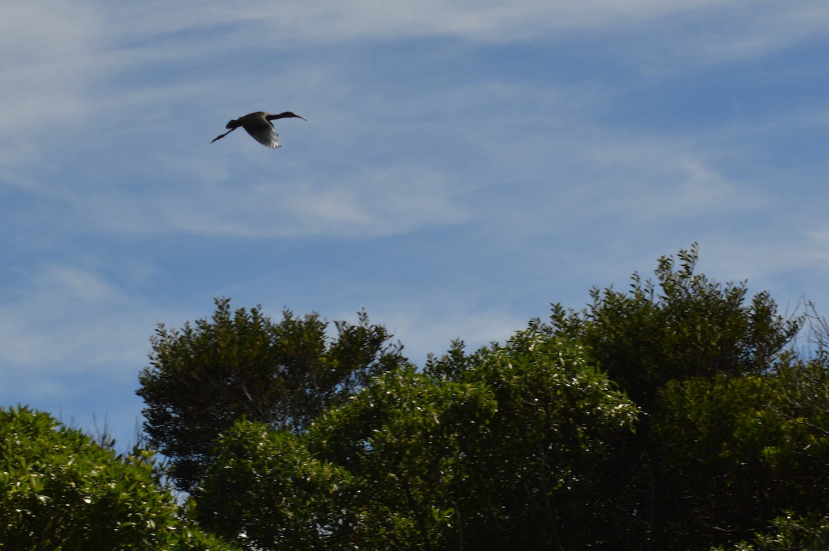 White-faced Ibis - ML417278161