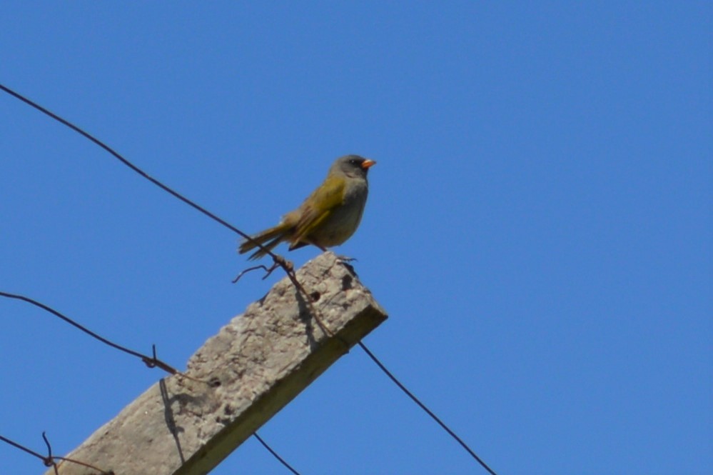 Great Pampa-Finch - ML417278201