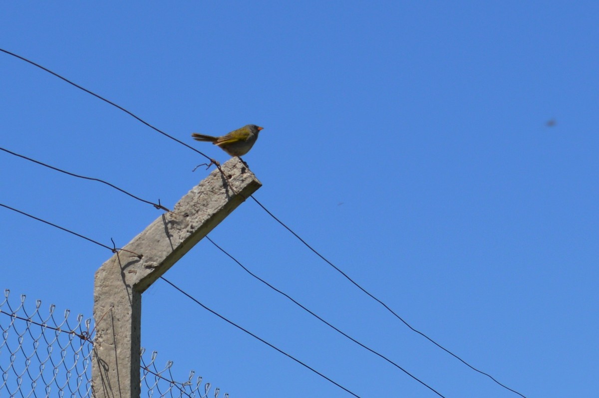 Great Pampa-Finch - ML417278211