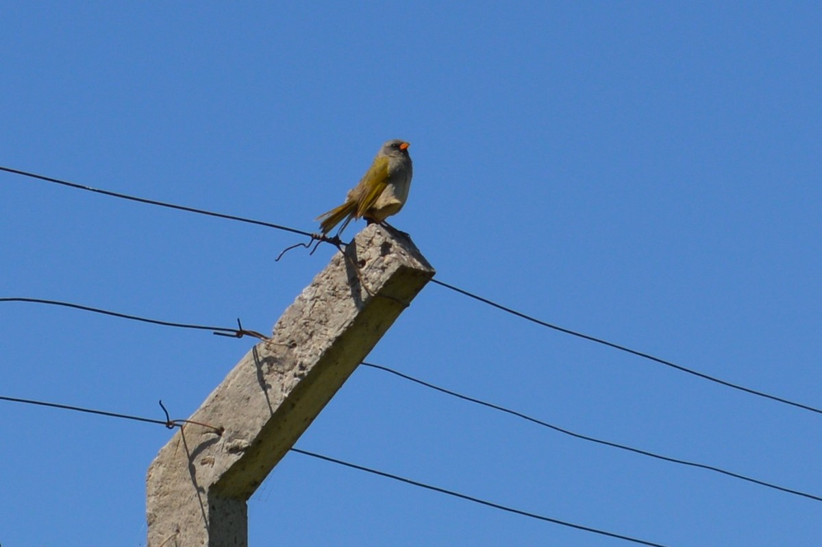 Great Pampa-Finch - María Carolina Lago