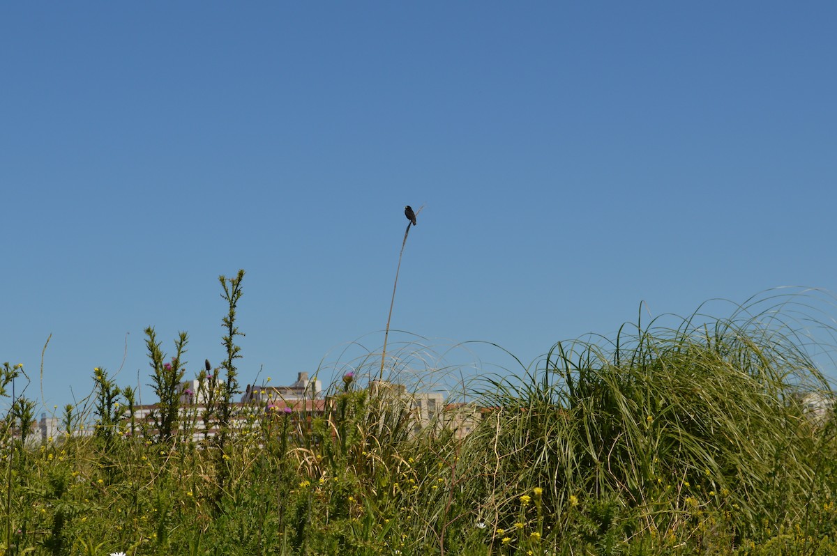 Spectacled Tyrant - ML417278411