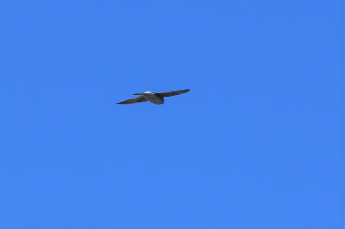 White-rumped Swallow - ML417278601