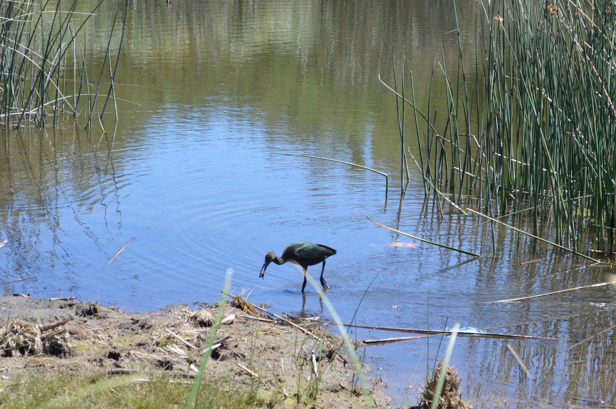 White-faced Ibis - ML417278661