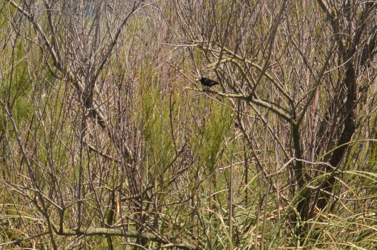 Spectacled Tyrant - ML417278691