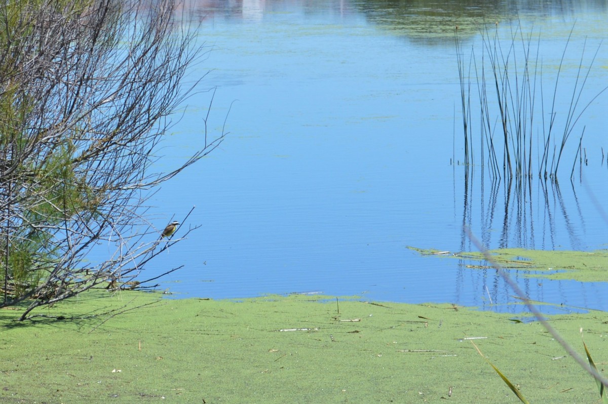 Great Kiskadee - ML417278741