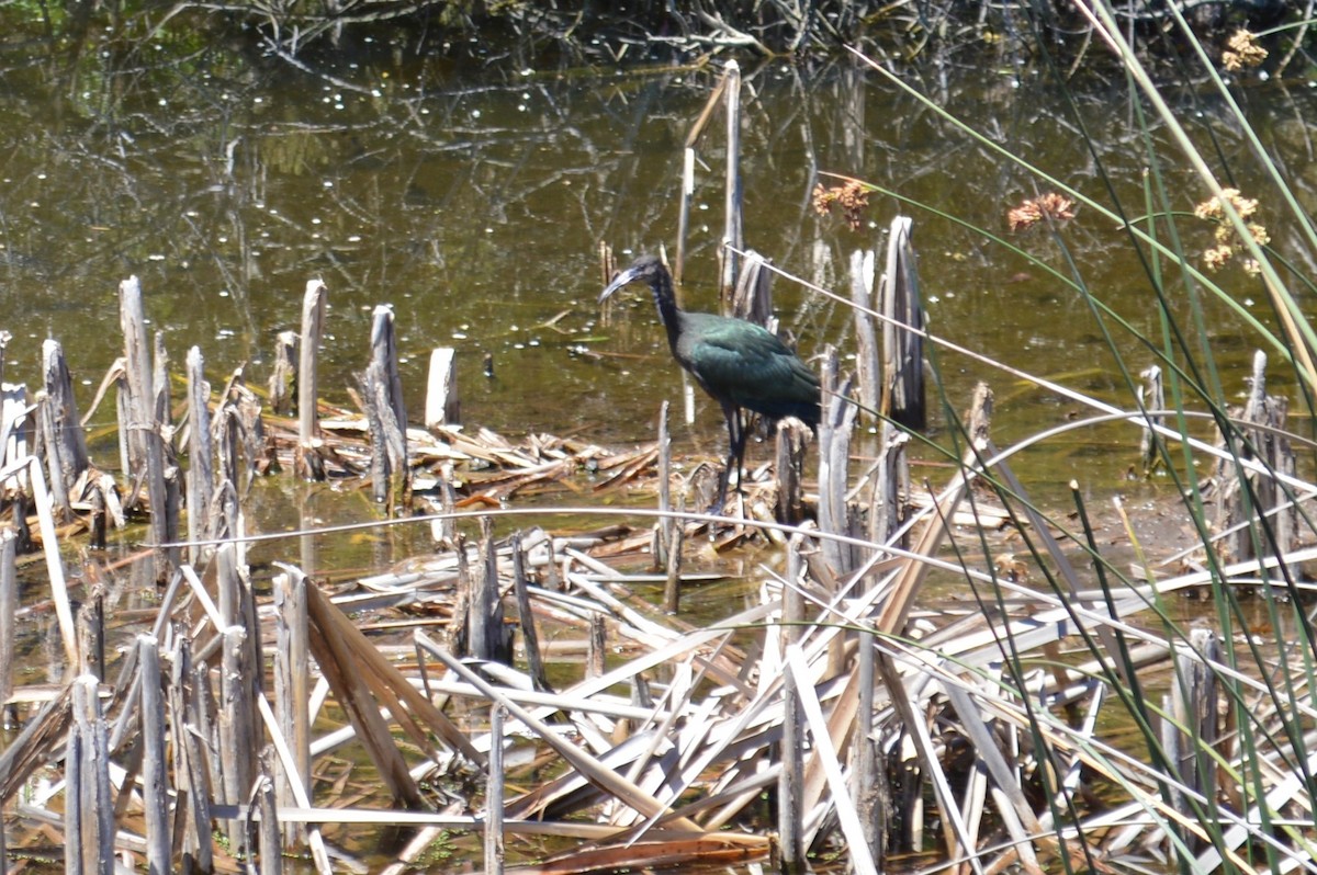 White-faced Ibis - ML417278791