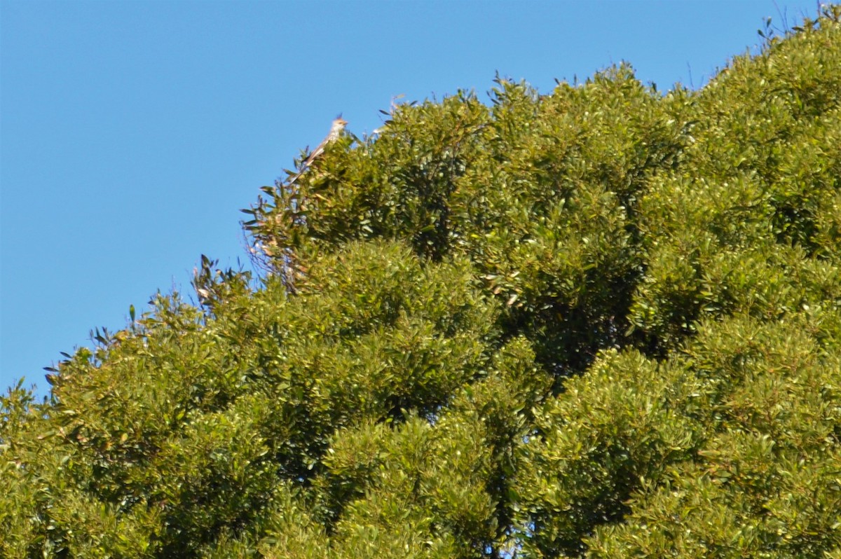 Guira Cuckoo - ML417278891