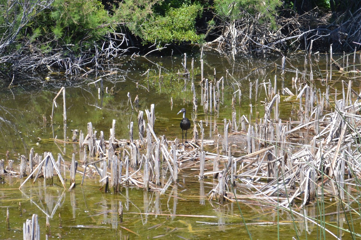 White-faced Ibis - ML417278901