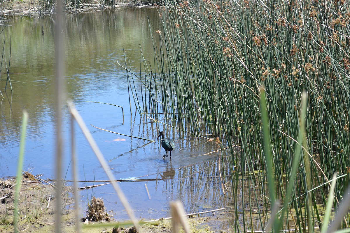 White-faced Ibis - ML417278961