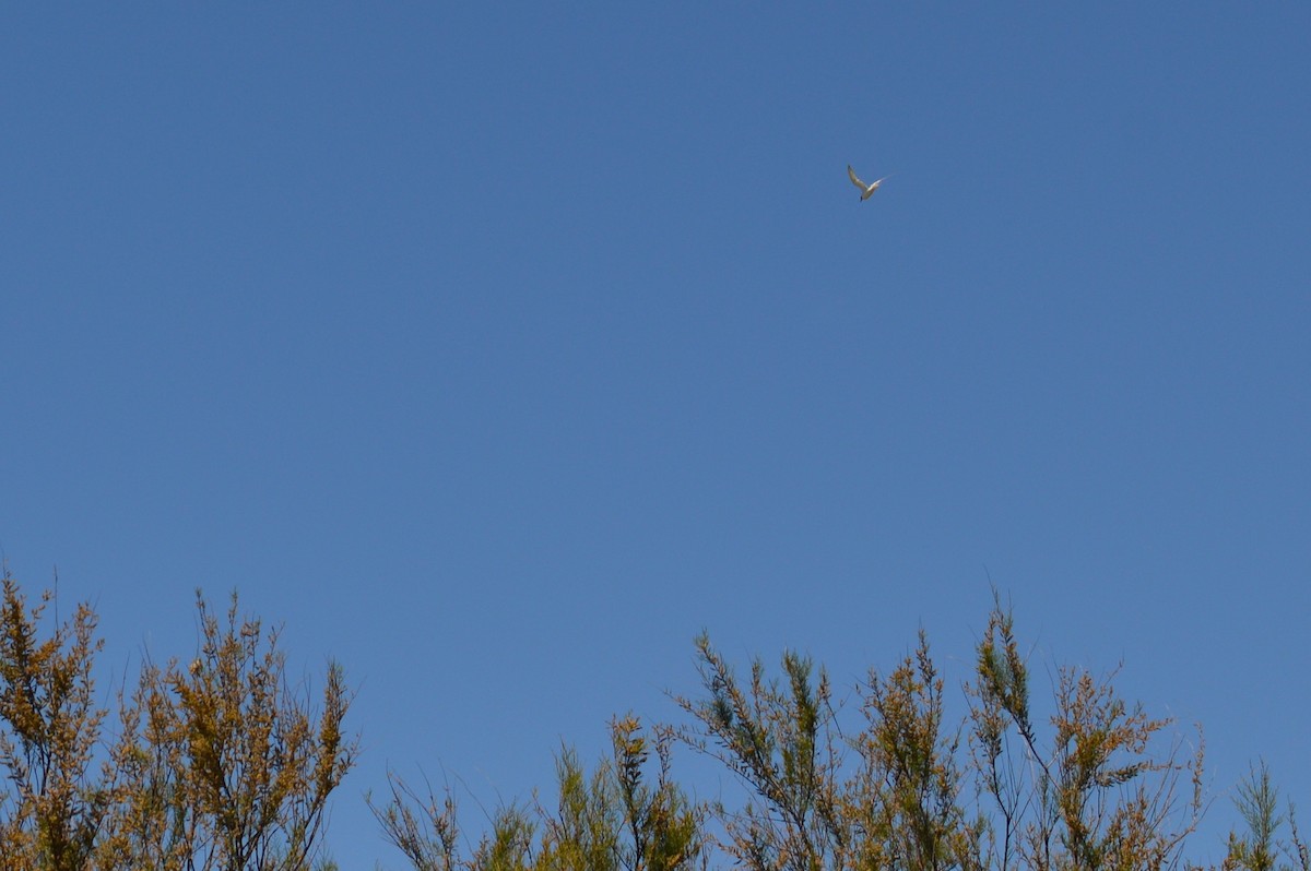 tern sp. - ML417278971