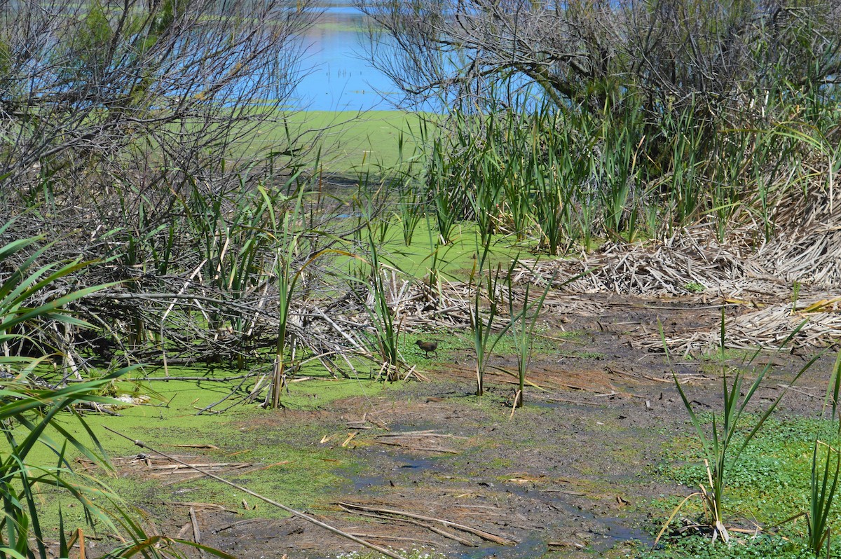 Plumbeous Rail - ML417279141