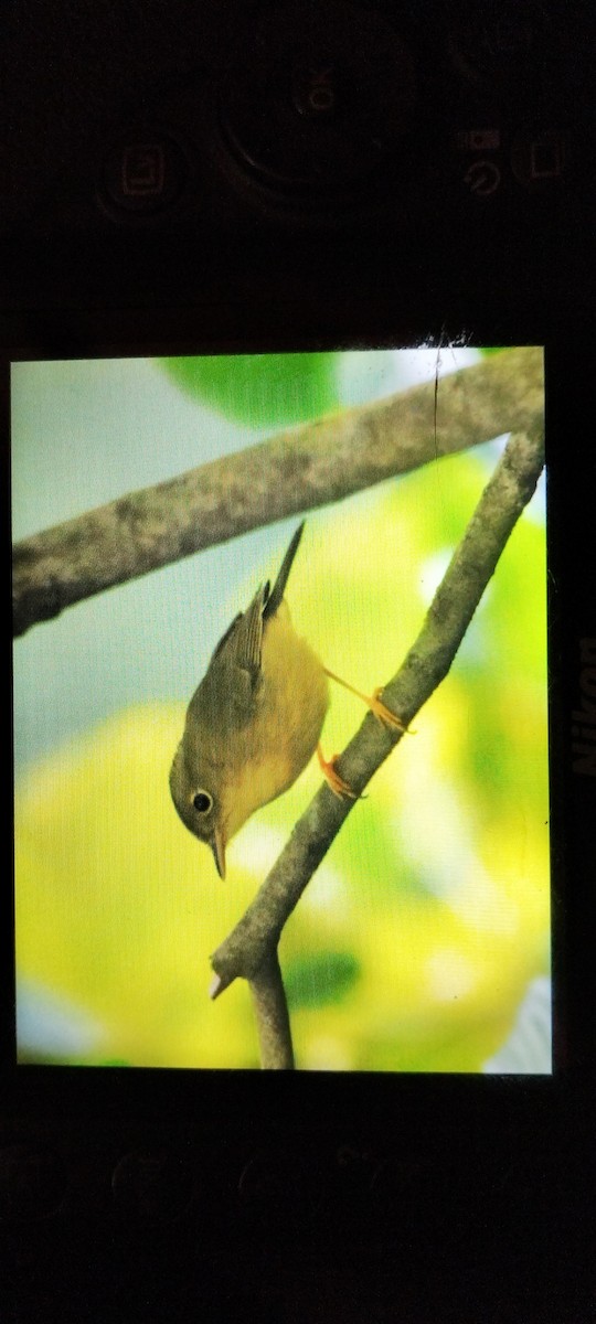 Green-crowned Warbler - ML417281501