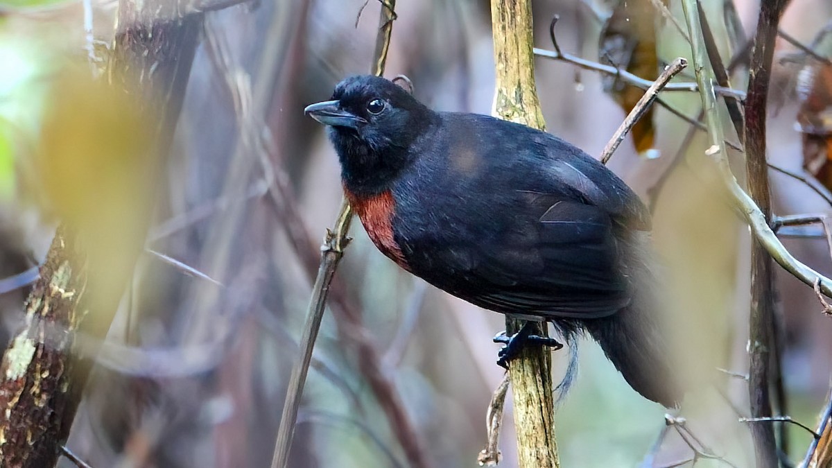 Black Bushbird - ML417284181