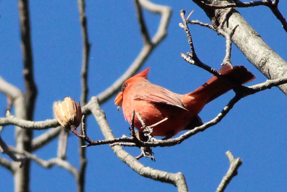 Northern Cardinal - ML41728841