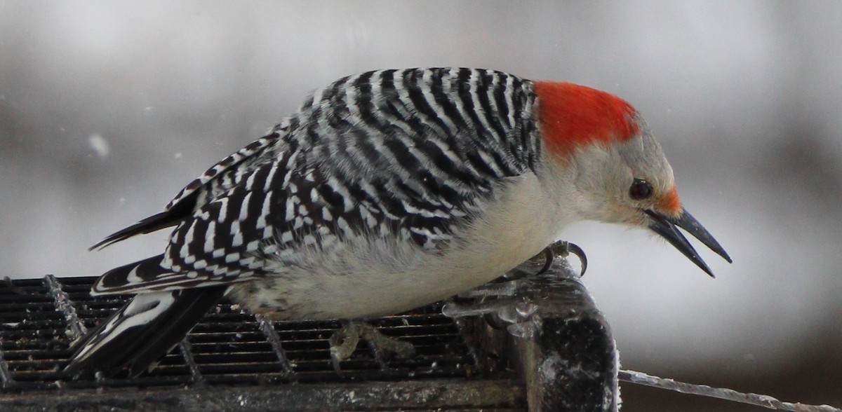 Red-bellied Woodpecker - NE Ohio Duck Tracker - JUDY   ( ')>