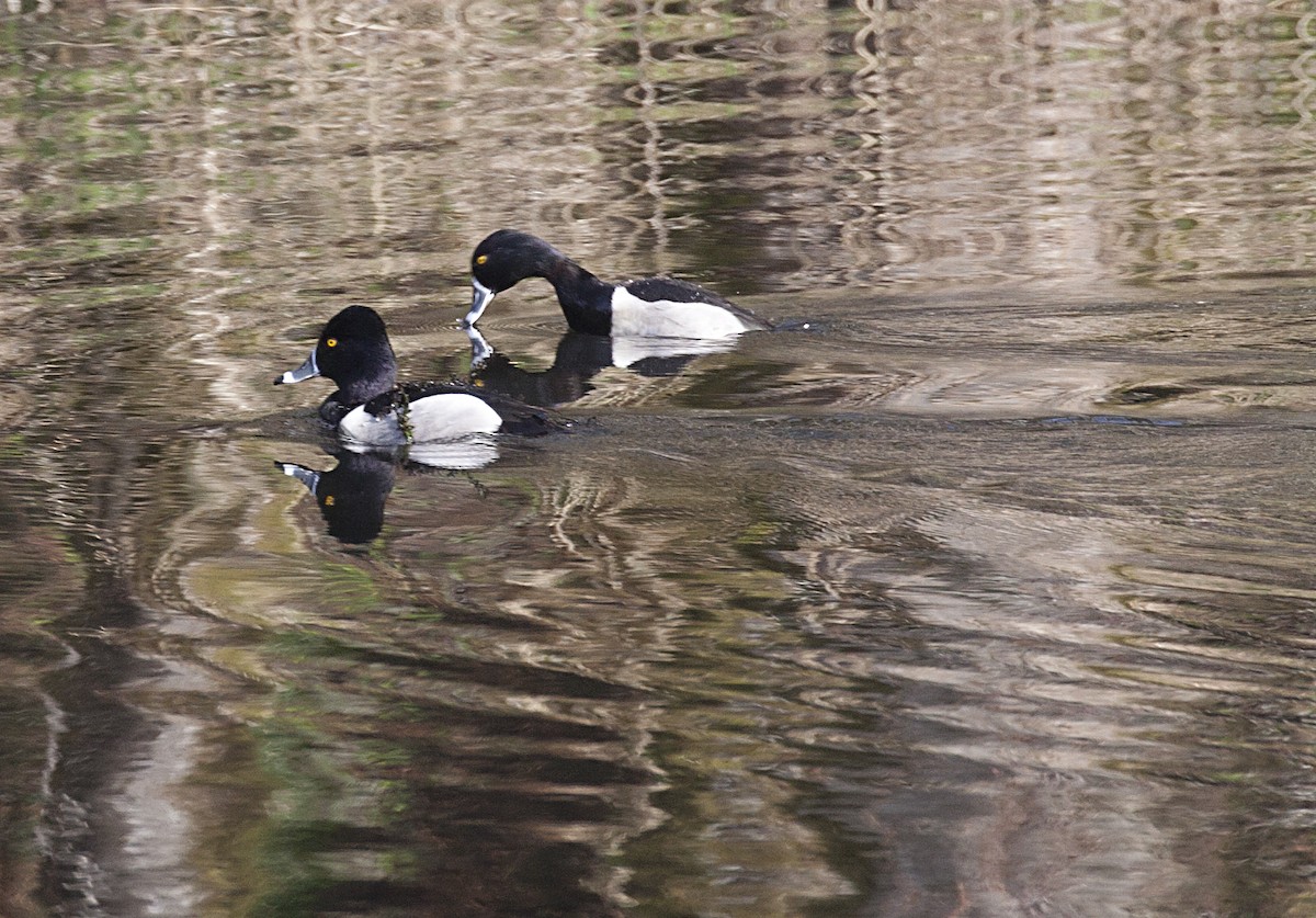 Ring-necked Duck - ML417289861