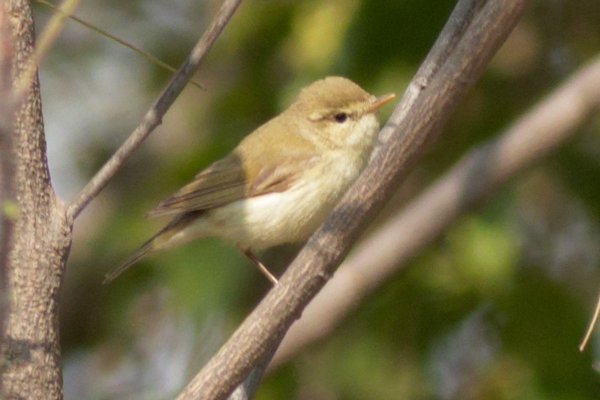 Greenish Warbler - Able Lawrence