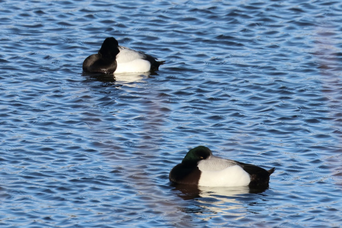 Greater Scaup - ML417291461
