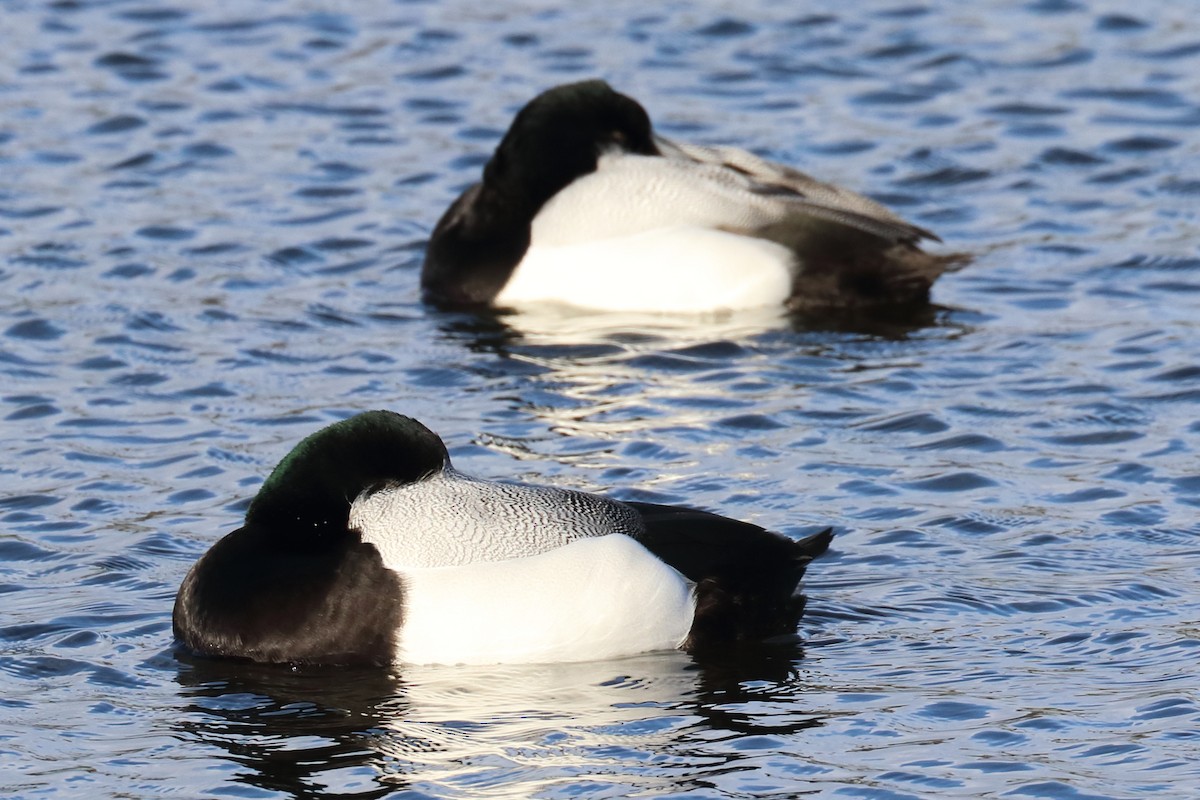Greater Scaup - ML417291541