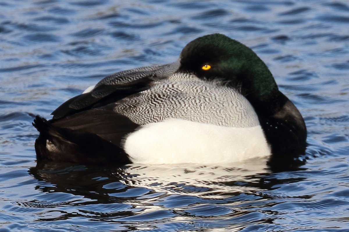 Greater Scaup - ML417291561