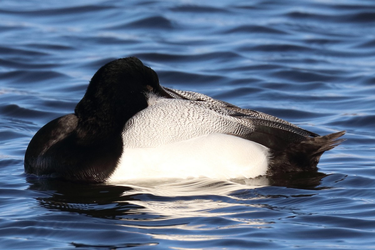 Greater Scaup - ML417291591