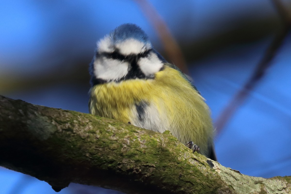 Eurasian Blue Tit - ML417291921