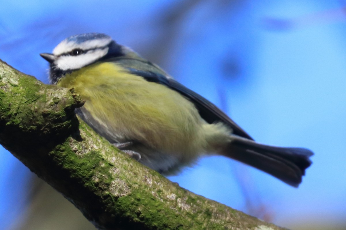 Eurasian Blue Tit - ML417291931