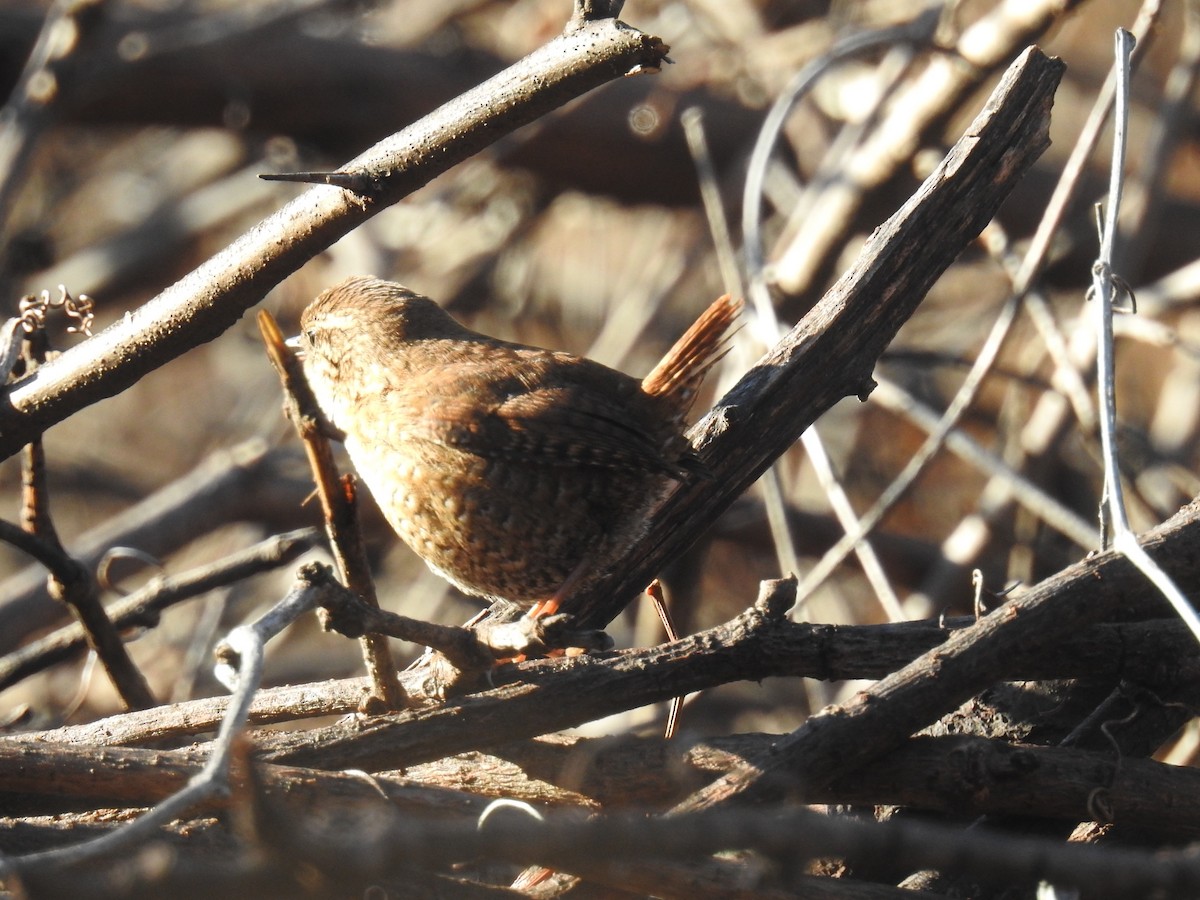 Winter Wren - ML41729451