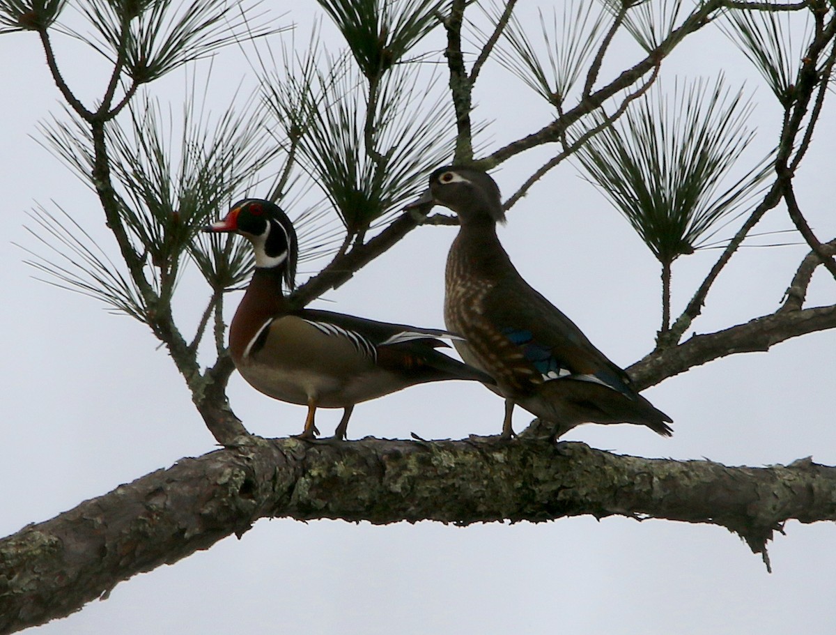 Wood Duck - ML417295191