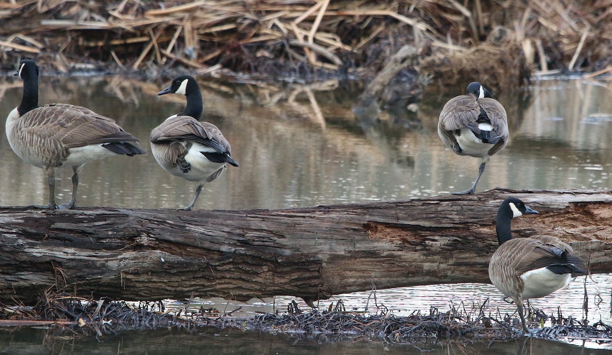 Canada Goose - ML417295641