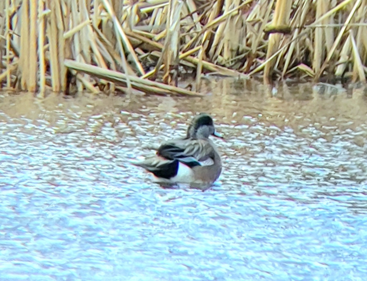 American Wigeon - Edward Kittredge