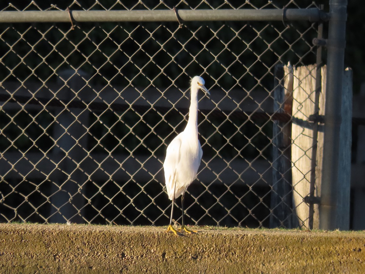 Snowy Egret - ML417302701