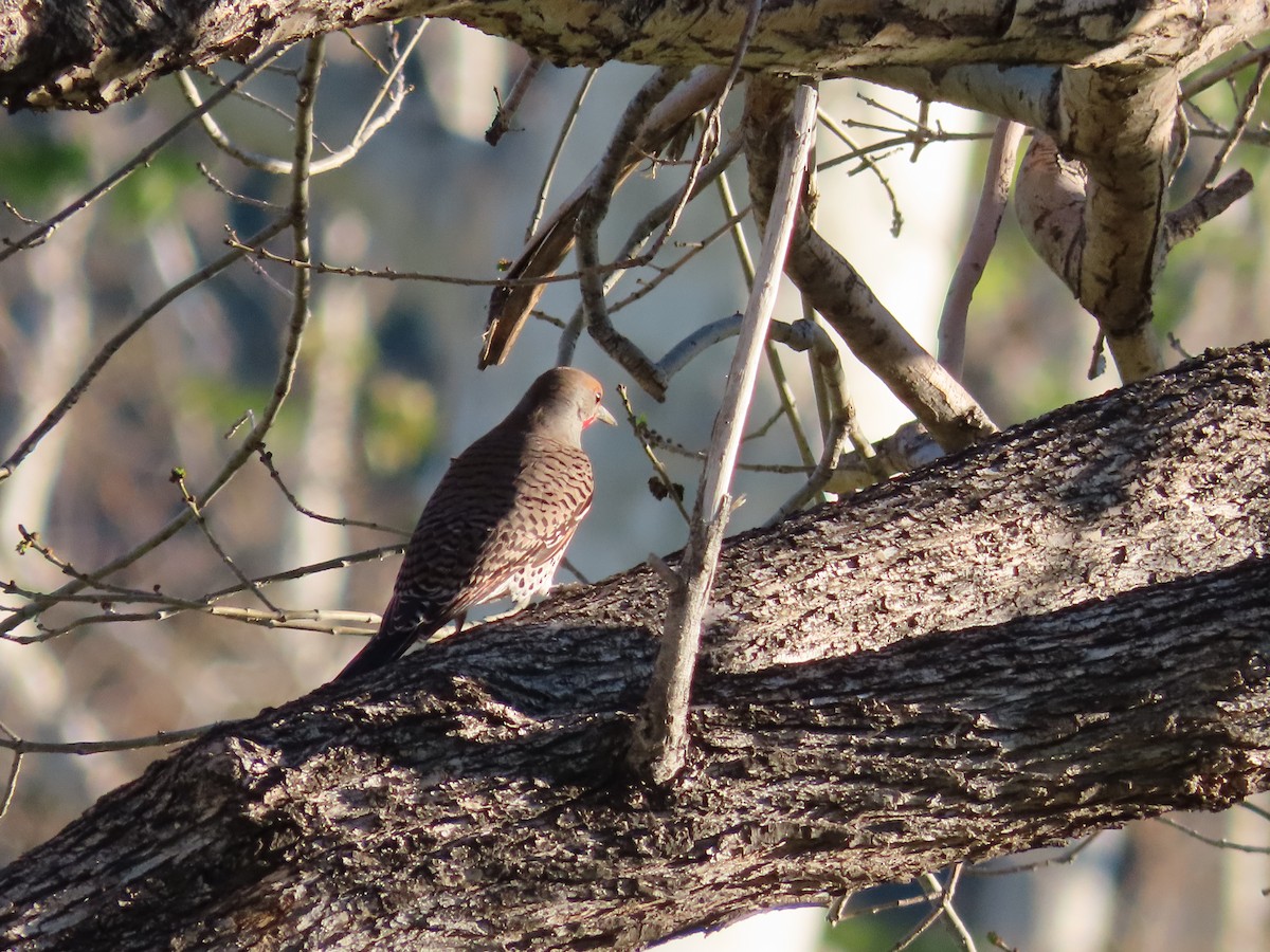 Northern Flicker - ML417302801